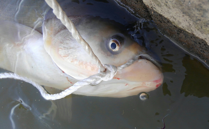 利根川名物「ハクレンジャンプ」の季節到来　実は食べて美味しい外来魚？