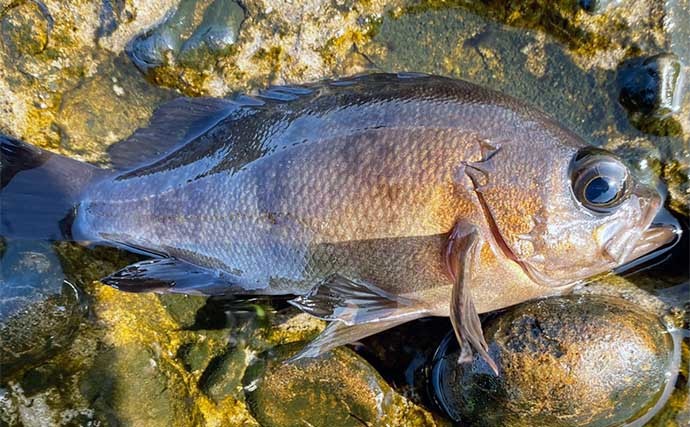 沖堤防でのルアー釣りで50cmマゴチ　良型メバルの連発タイムも堪能