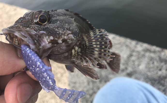 陸っぱりルアー根魚釣り攻略　ハタ類とカサゴの釣り方の違いとは？