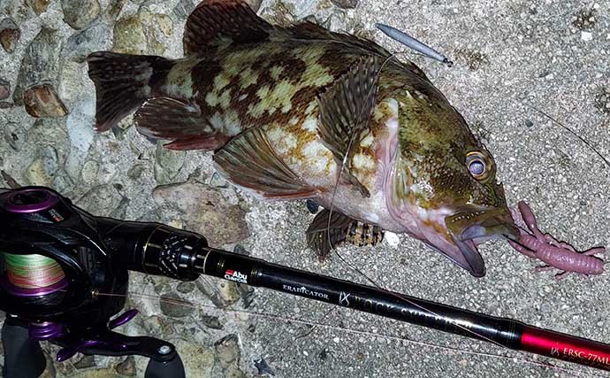 鳥取・境港のチニング釣行で54cm巨大チヌ獲った　42cmキジハタも顔出し