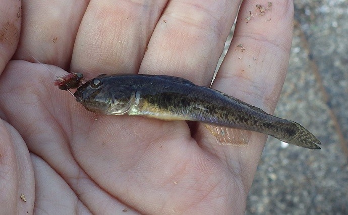 デキハゼ狙って3時間で78匹　「見釣り」で入れ食い堪能【千葉・船橋港】