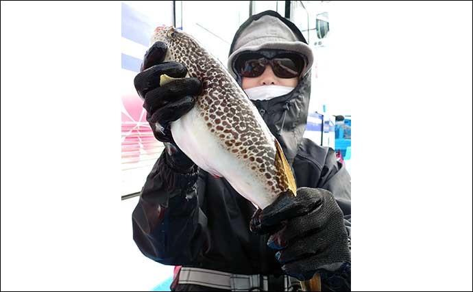 鹿島沖ショウサイフグ釣りで良型続々　好ゲストにトラフグも顔出し