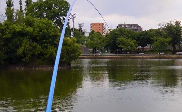 都内の公園でブルーギルの数釣り堪能　魚影抜群で2時間強で100匹超え