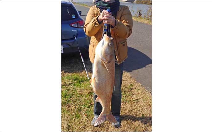 利根川名物「ハクレンジャンプ」の季節到来　実は食べて美味しい外来魚？