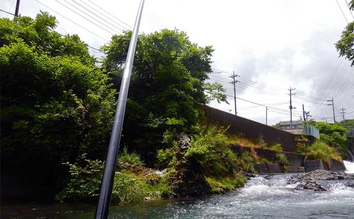 放流直後の桂川で渓流エサ釣り　51cmニジマス含み4魚種22尾キャッチ