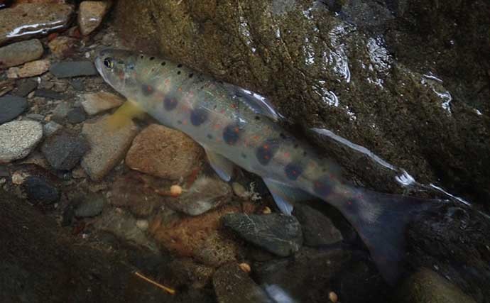 十津川での渓流ルアー釣りで24cm頭にアマゴ22匹　尺級は無念のバラし