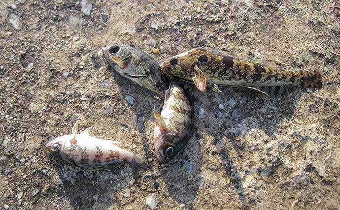 空き時間で堤防「穴釣り」を満喫　小型ながらメバルにクジメ【愛知】