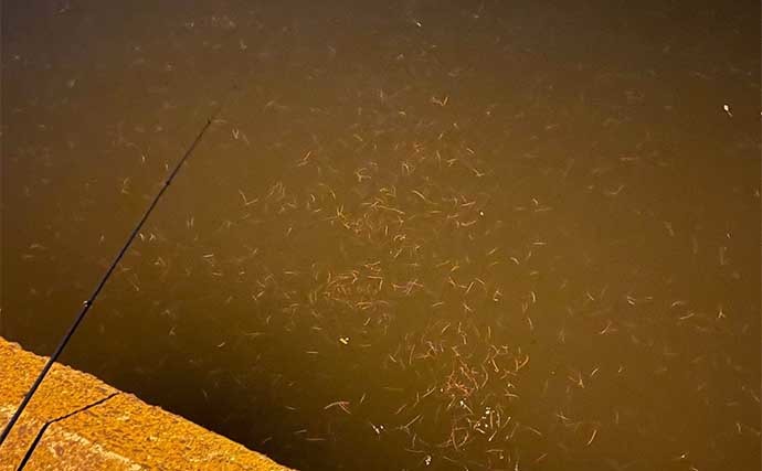 バチ抜けシーズンにメバリングタックル流用でシーバスを釣る方法