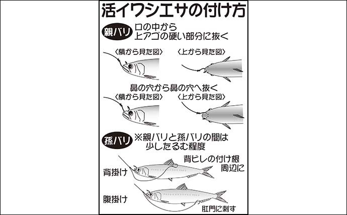 【2021宮城＆外房】泳がせ夏ヒラメ釣り入門　数狙えて初心者にも好機