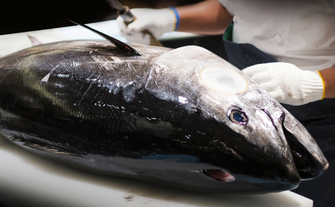 太平洋クロマグロの漁獲量上限が緩和の見通し　小型魚の制限は変わらず