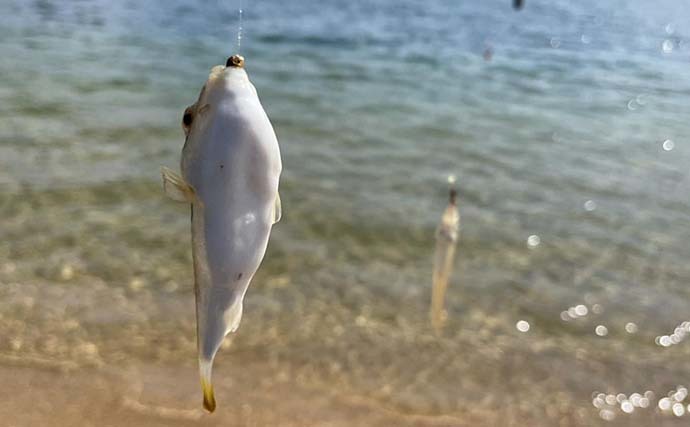 敦賀半島でちょい投げキス釣り　単発ながらコンスタントにアタり18匹