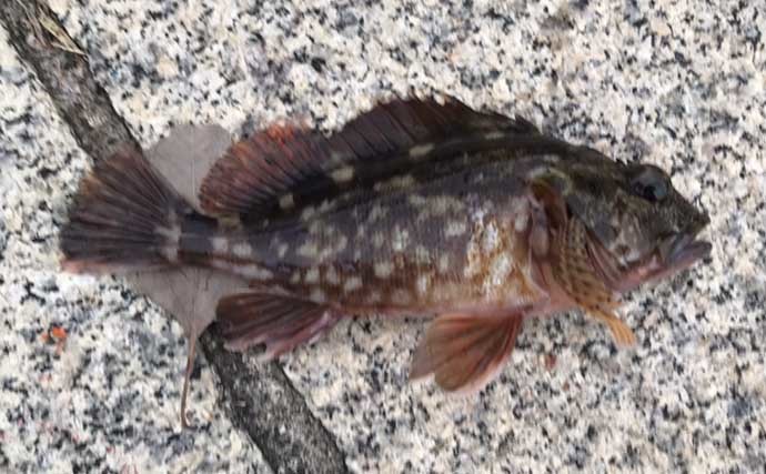 東京湾陸っぱりルアー釣行でマゴチ浮上　シャローの橋脚周りでヒット