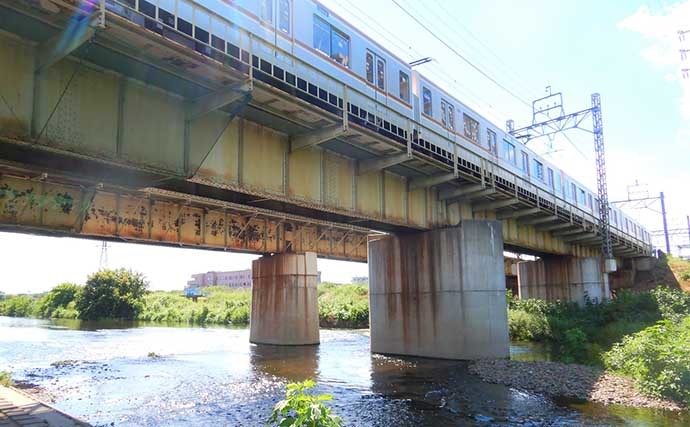 柳瀬川で淡水小物釣り満喫　婚姻色出たオイカワにカワムツとご対面