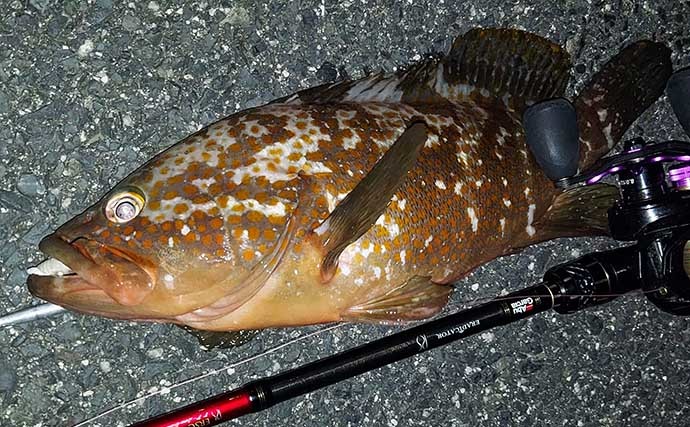 鳥取・境港のチニング釣行で54cm巨大チヌ獲った　42cmキジハタも顔出し