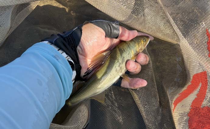 解禁直後の高津川であゆトモ釣り　専用区で「天然ソ上」アユ22尾手中