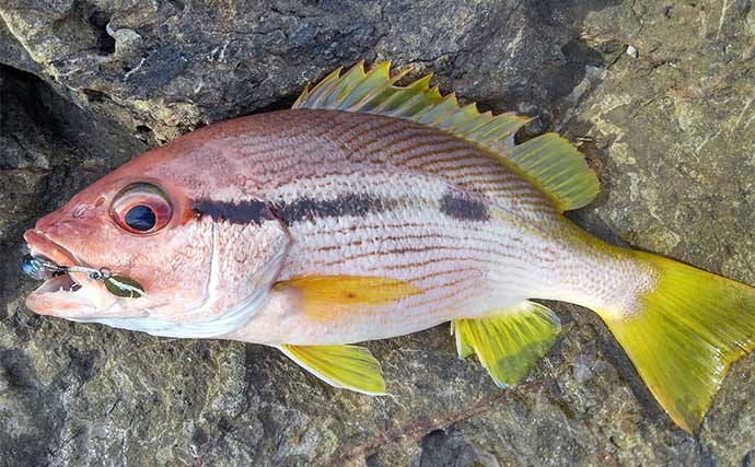 沖磯ルアー釣行でアカハタにイサキなど五目達成　ヒラスズキのバラシも