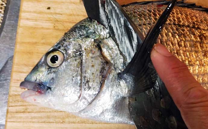 釣魚レシピ：チヌのライト昆布締め　〆時間は5～6時間でOK