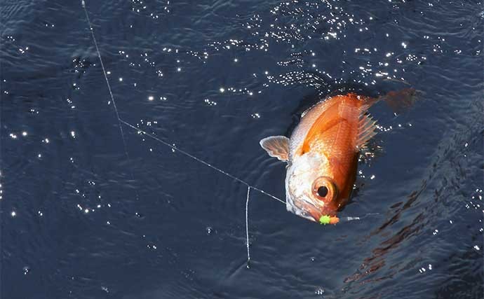 波崎沖アカムツ釣りで40cm頭にトップ5尾　仕掛けの微調整がキモ