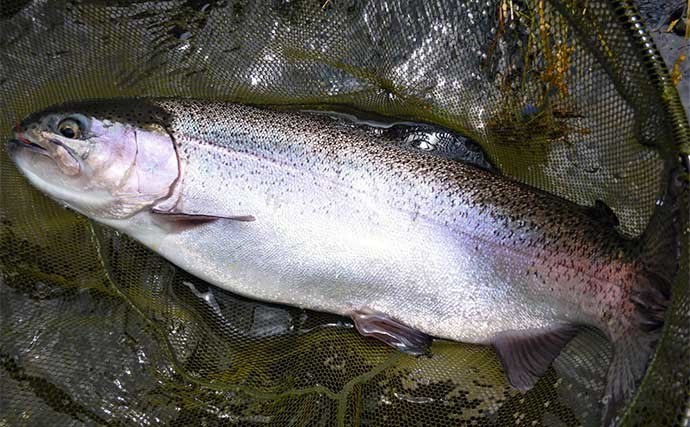 放流直後の桂川で渓流エサ釣り　51cmニジマス含み4魚種22尾キャッチ