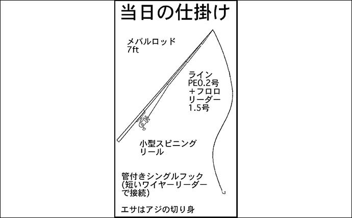 夜の波止釣りで新子タチウオ12匹手中　丁寧なエサ付けがかなり重要？