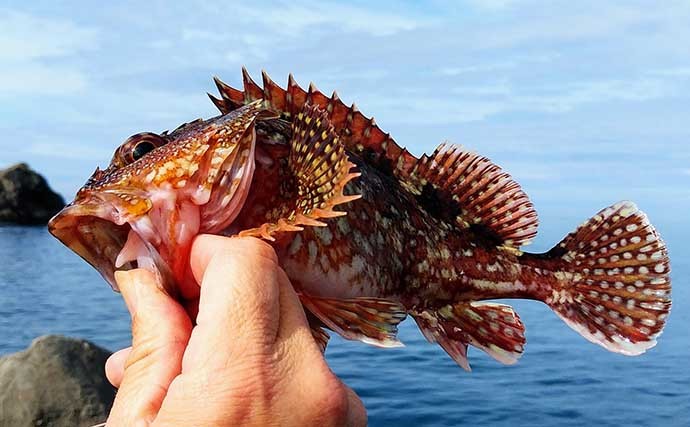 地磯エギング釣行でキロ級含めミズイカ（アオリイカ）連打の好機突入