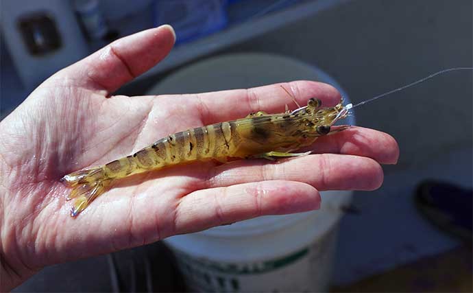 東京湾の船マゴチ釣りでトップ8尾　サオ頭は「ハゼエサ」を使用