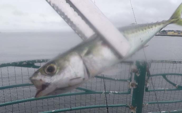 横須賀海辺釣り公園で胴突き＆サビキ釣り　時合いにイワシが入れ食いに