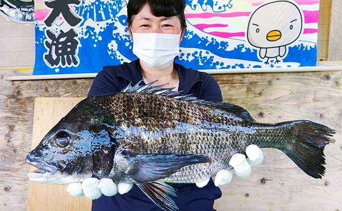 【三重】カカリ釣り・海上釣り堀最新釣果 54cm頭に大型クロダイ続々