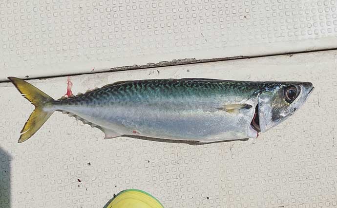 マダコ＆アジ・サバリレー釣り　今年のタコはなかなか厳し？【淡路島】