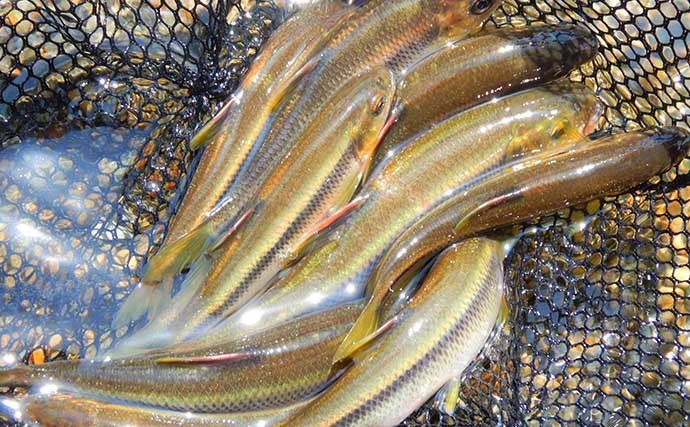 山梨県の鶴川で清流小物釣り堪能　半日のミャク釣りで6魚種58尾の好釣果