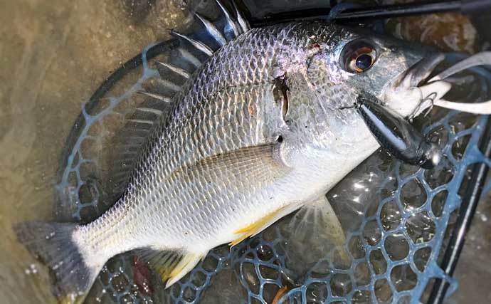 チヌ（クロダイ）釣り基礎知識　【生態・釣り方種類・仕掛け・食べ方】