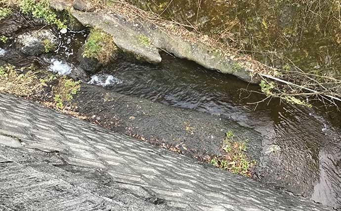 淡水小物釣りでタカハヤにカワムツ連打　河川にも春到来で魚は高活性