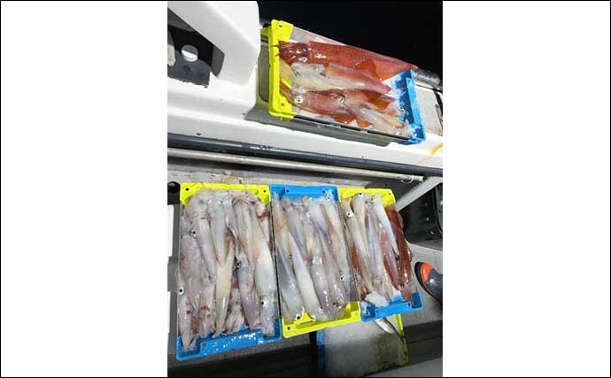 【福岡】夜焚きイカ最新釣果　イカメタルで良型ヤリイカ好捕