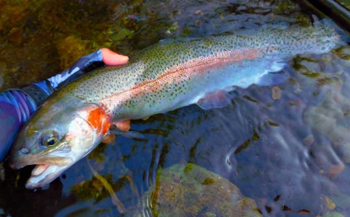 渓流エサ釣りで63cmニジマスほか快釣　マヅメ釣行が熱中症対策にも