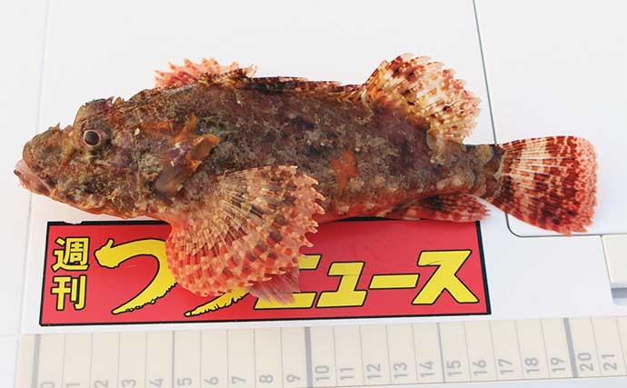 波止の穴釣りで25cm頭にアラカブ13尾　同じ穴にヒットが集中