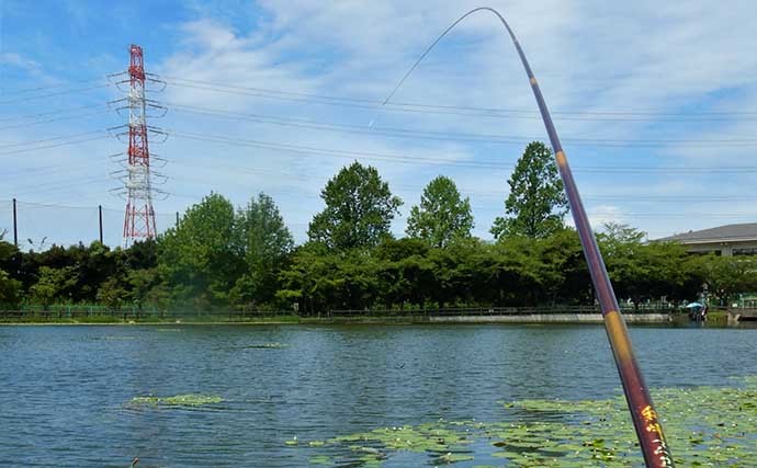 埼玉・慈恩寺親水公園でのマブナ釣行で本命28尾　「ミミズ」エサが奏功