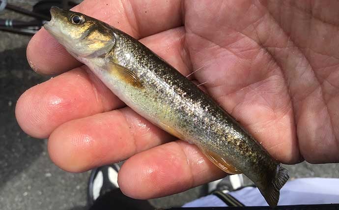 淡水小物釣りでタカハヤにカワムツ連打　河川にも春到来で魚は高活性