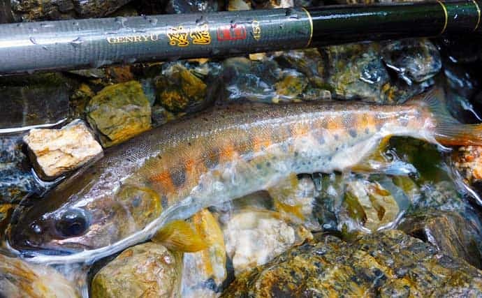 渓流エサ釣りで渓魚ツ抜け　知識と的確な判断が奏功【埼玉・名栗川】