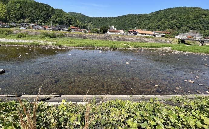 解禁直後の高津川であゆトモ釣り　専用区で「天然ソ上」アユ22尾手中