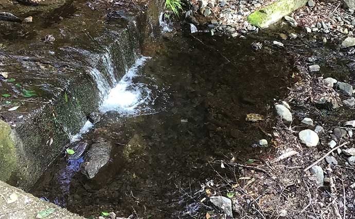 淡水小物釣りでタカハヤにカワムツ連打　河川にも春到来で魚は高活性