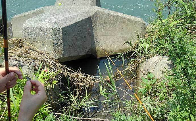 息子と楽しむテナガエビ釣り　止水エリア狙い連発【神奈川・酒匂川】