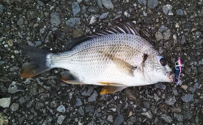 マダイもクロダイも味が落ちる初夏に旬を迎える「夏のタイ」とは？