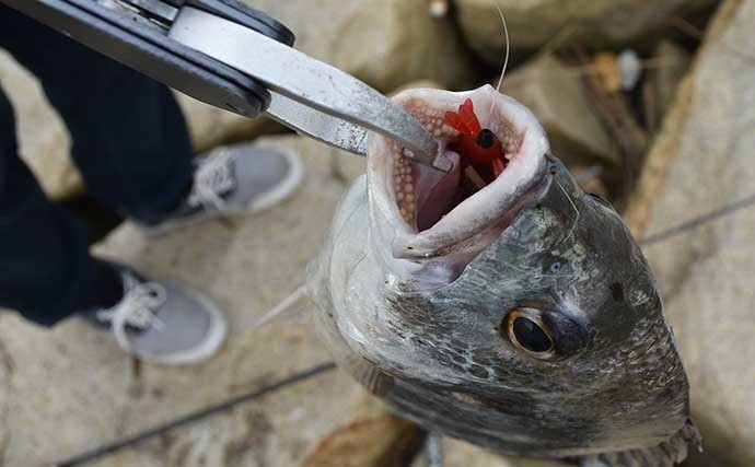 都市近郊での釣り入門にチニングが向いているワケ６選 手軽さが魅力