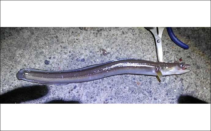サカナの外傷は人間より50倍早く治る? ヒトの治療への応用にも期待