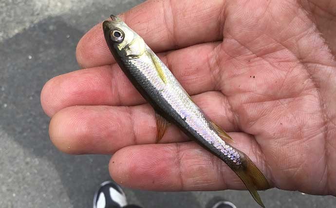 淡水小物釣りでタカハヤにカワムツ連打　河川にも春到来で魚は高活性