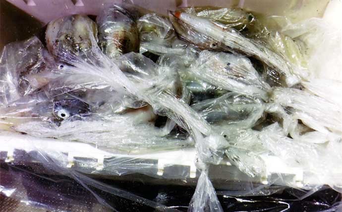 玄界灘の夜焚きイカ釣りで3ケタ釣果 胴突き仕掛けで入れ食いを堪能