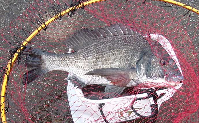 落とし込み釣りで33cmサンバソウの強引堪能【兵庫・和田防沖新波止】