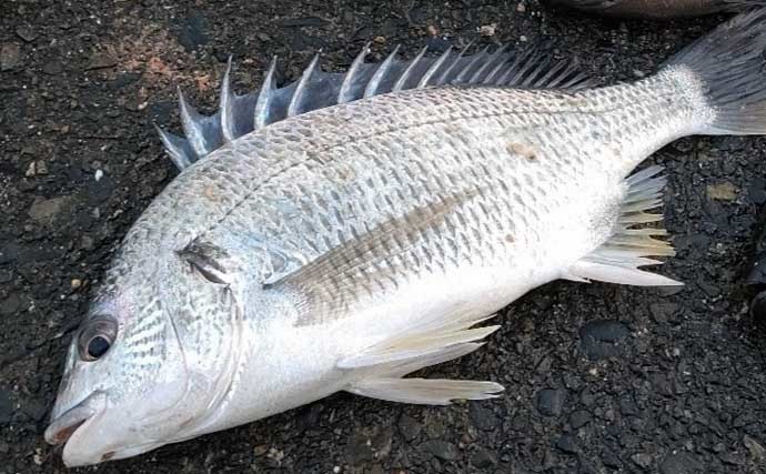 美味しいのに「釣れるとガッカリ感」があるサカナ：ヘダイ　アタリは豪快