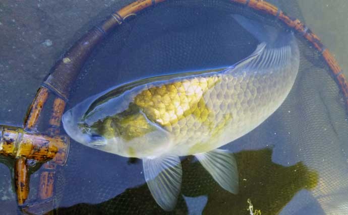 難しそうな「ヘラブナ釣り」をシンプルに解説 振り込みできればOK？