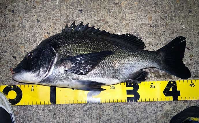 夏の海の陸っぱりルアー釣りおすすめ対象魚5選　水温高過ぎはNG？